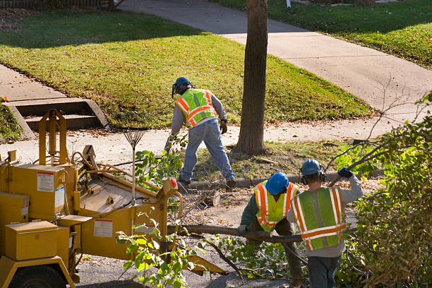 Leaf Removal in Twin Grove, IL