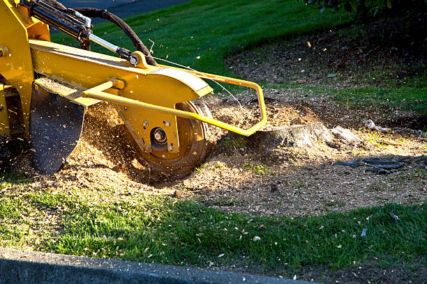 Best Seasonal Cleanup (Spring/Fall)  in Twin Grove, IL