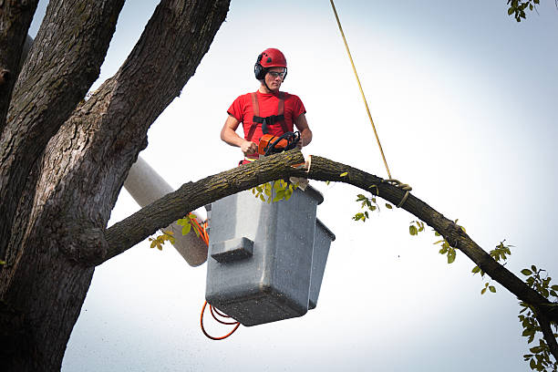 Best Commercial Tree Services  in Twin Grove, IL