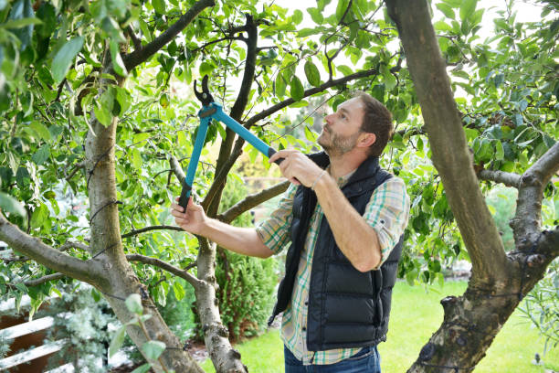 Best Tree Trimming and Pruning  in Twin Grove, IL